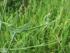 Timaspis chondrillae