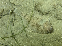 Citharichthys xanthostigma