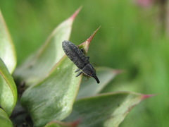 Lixus filiformis