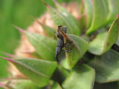 Lixus filiformis