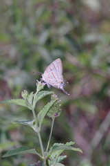 Hemiolaus caeculus