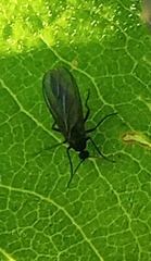 Sciara hemerobioides