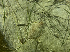 Pleuronichthys verticalis