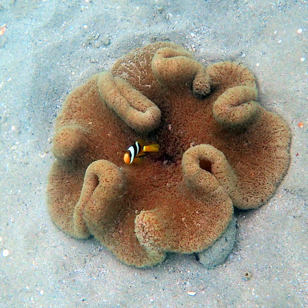 Photo of Haddon's anemone (Stichodactyla haddoni)