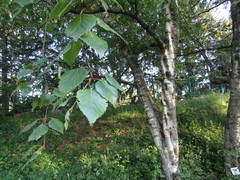 Betula pendula mandshurica