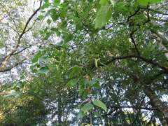 Betula pendula mandshurica