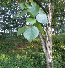Betula pendula mandshurica