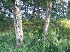 Betula pendula mandshurica