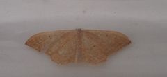 Idaea belemiata