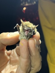 Myotis mystacinus