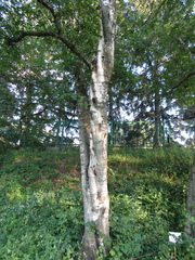 Betula pendula mandshurica