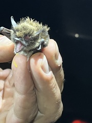 Myotis mystacinus