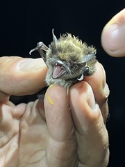 Myotis mystacinus