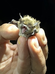 Myotis mystacinus