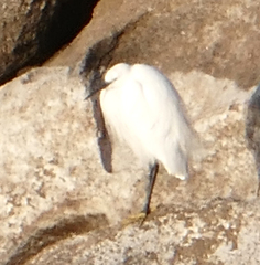 Egretta garzetta