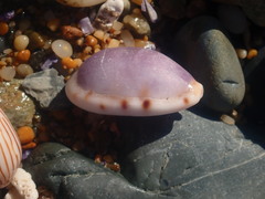 Talostolida pellucens