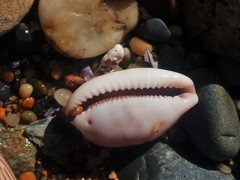 Talostolida pellucens