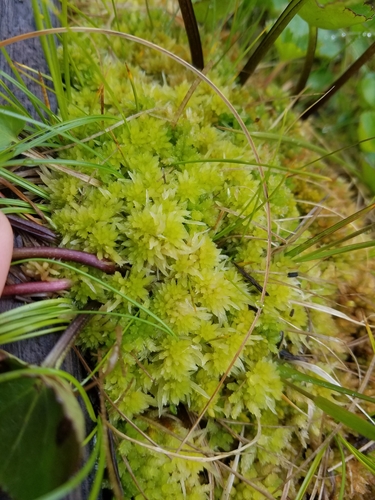 Sphagnum sitchense