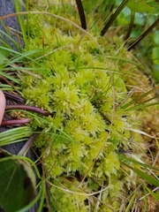 Sphagnum sitchense