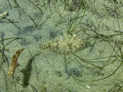 Citharichthys sordidus