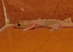 Hemidactylus parvimaculatus