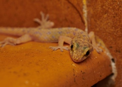 Hemidactylus parvimaculatus