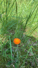 Pilosella aurantiaca