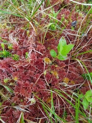Sphagnum sitchense