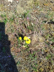 Hypochaeris maculata