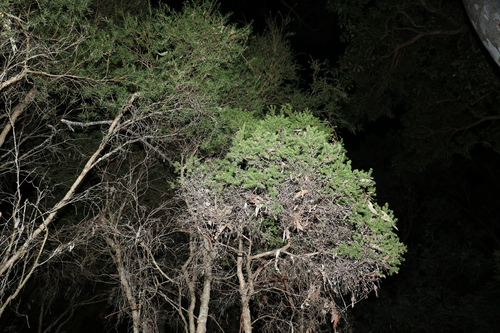 Image of Melaleuca sieberi by (c) Greg Tasney, some rights reserved (CC BY-SA)