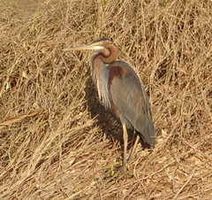 Ardea purpurea