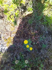 Hypochaeris maculata