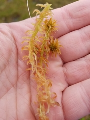 Sphagnum balticum