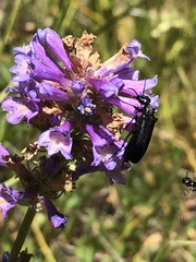 Penstemon rydbergii