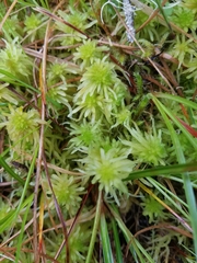 Sphagnum obtusum