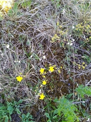 Helianthemum oelandicum