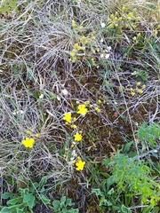 Helianthemum oelandicum