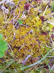 Sphagnum compactum