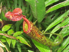 Nepenthes maxima
