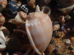 Phalium bandatum
