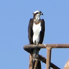 Pandion haliaetus