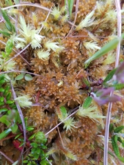Sphagnum balticum