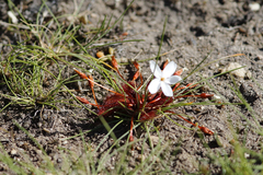 Drosera bulbosa