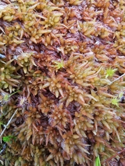 Sphagnum alaskense