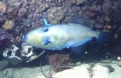 Bluetail Leatherjacket photo 3