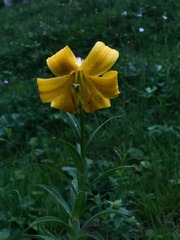 Lilium armenum