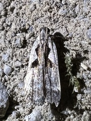 Dichomeris bilobella