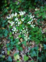 Physospermum cornubiense