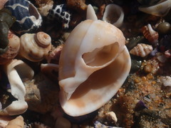 Phalium bandatum