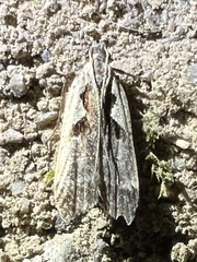 Dichomeris bilobella